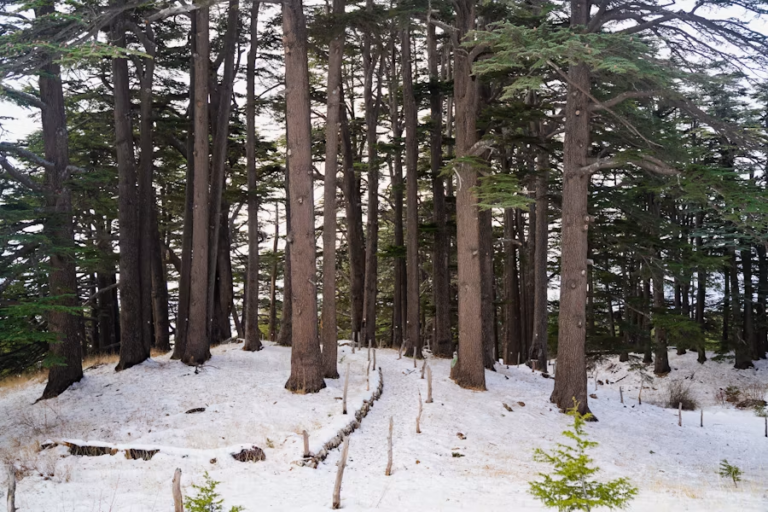 Cedars of God