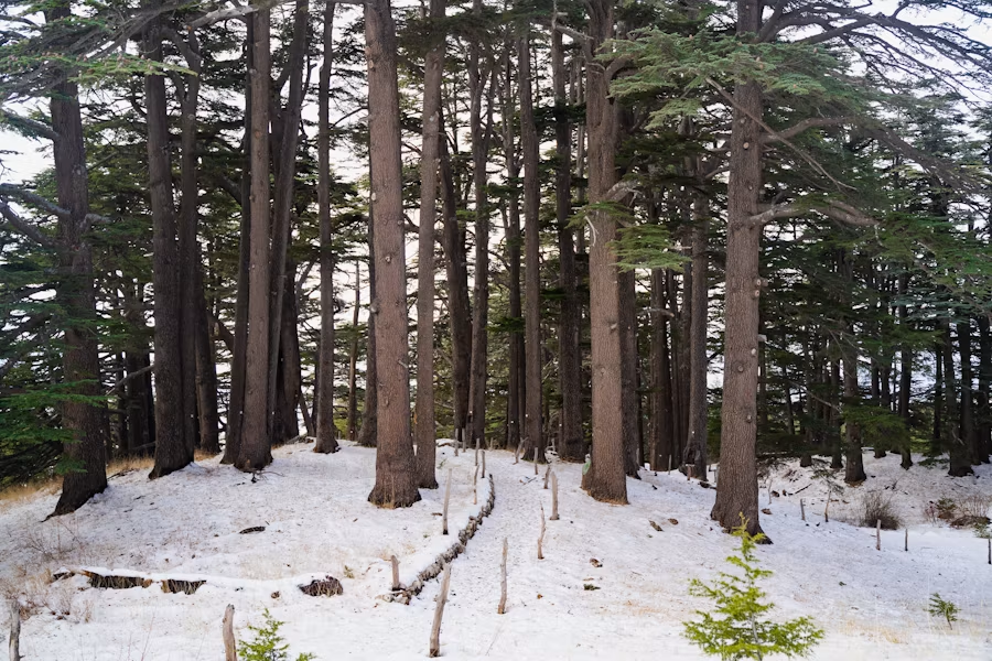 Cedars of God