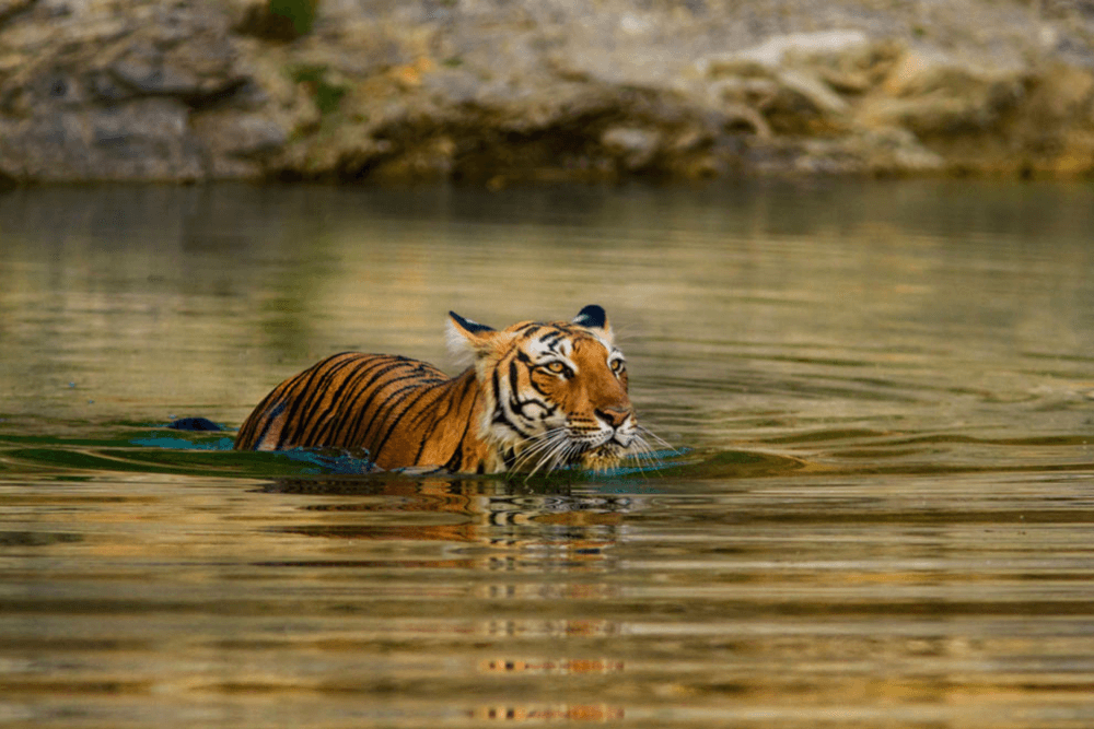 Ranthambore